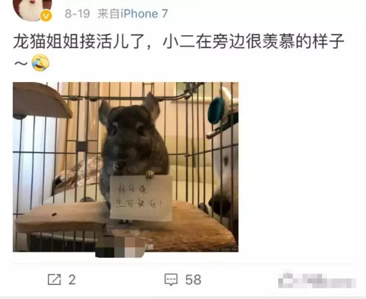 宠物举牌照,日赚200+的暴利项目